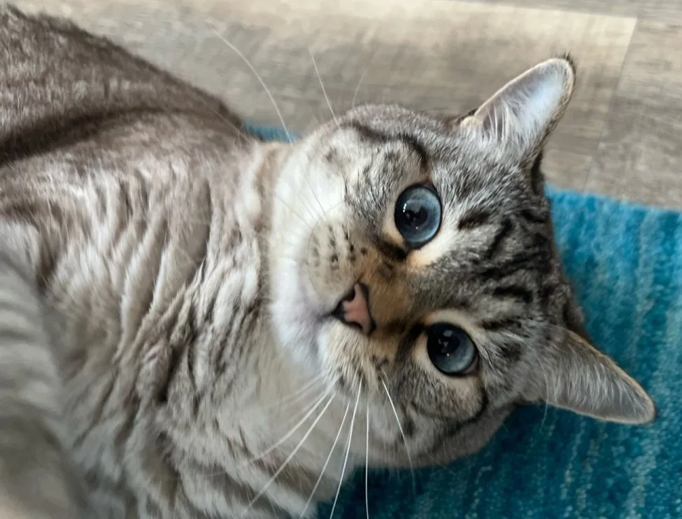 Silver tabby cat with blue eyes looking up at the camera from a blue rug