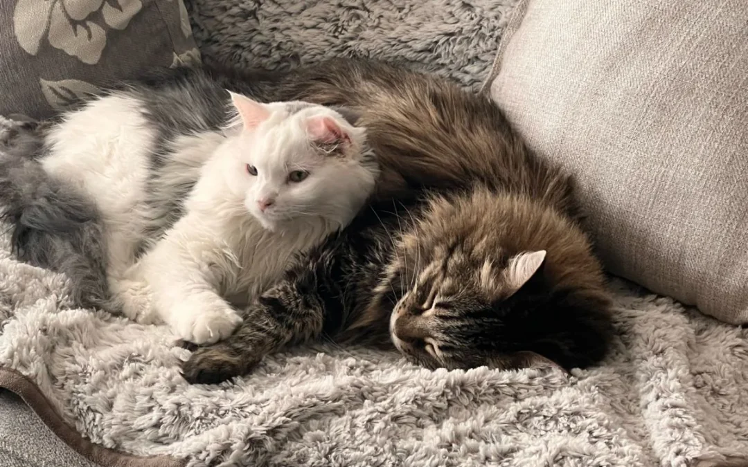 How Long Can You Leave a Cat Alone? Why We Never Skip a Day