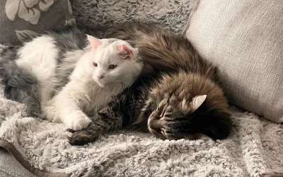 Two cats curled up together on a gray fleece blanket on a couch, a white cat resting against a long-haired brown tabby