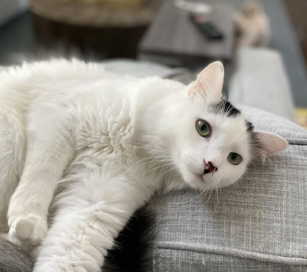 White cat with a black patch on its head lying across the arm of a gray couch