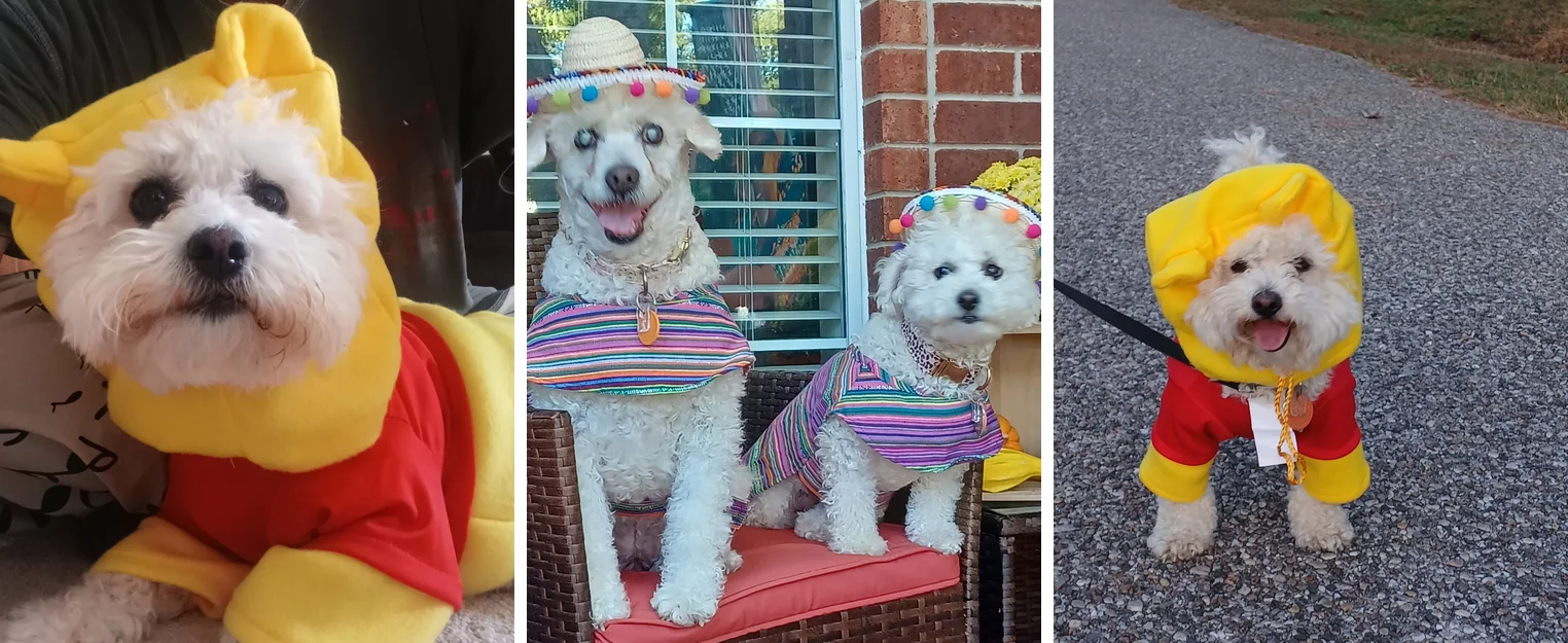 Susan's white dogs dressed for Halloween, in a yellow and red bear costume and in striped serapes with pom-pom sombreros
